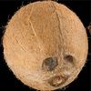 dacoconut